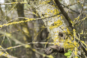 Tree trunk with moss in the forest