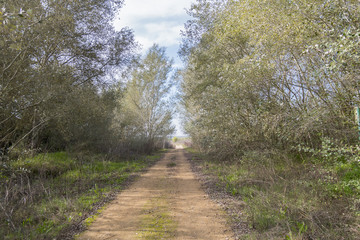 Obraz premium Rural dirt road in the middle of nature