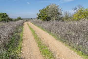 Fototapeta na wymiar Rural dirt road in the middle of nature