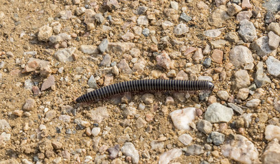 Centipede walking down the land, Chilopoda