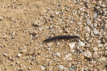 Centipede walking down the land, Chilopoda