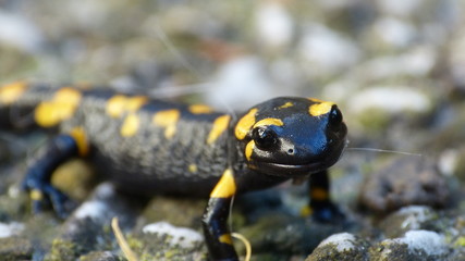Feuersalamander