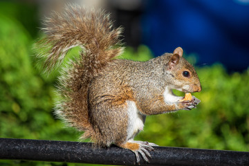 Auf einer Parkbank sitzendes Grauhörnchen mit einer Nuss (Sciurus carolinensis) grey squirrel