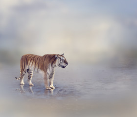 Fototapeta na wymiar Tiger Near Water