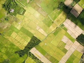 Fotobehang rice field plantation pattern aerial view © tassapon