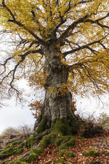 Faggio secolare in autunno. Rami spogli, radici ricoperte da muschio