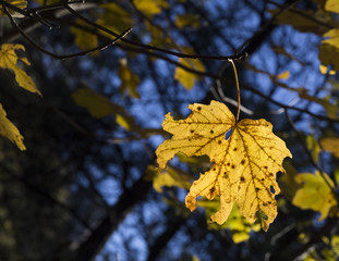autumn leaf yellow black