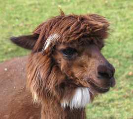 kopf eines kleinen braunen Alpakas