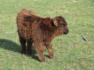 kleines braunes galloway kalb auf grüner weide