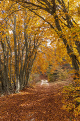 Sentiero nella foresta in autunno. Tappeto di foglie rosse