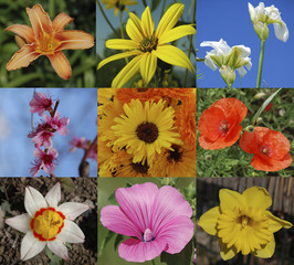 Nine Flowers Collage