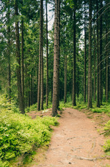Fototapeta premium Forest trail in summer