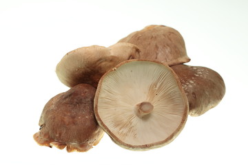 mushrooms on a plate on white background