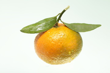 tangerine fruit isolated on white background
