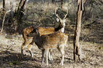 Naklejka na ściany i meble Two alert Indian Red Spotted Deer in a woodland look for any signs of danger