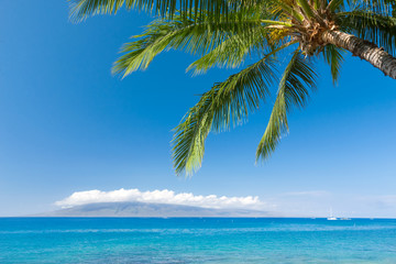 Fototapeta na wymiar Tropical beach with palm tree