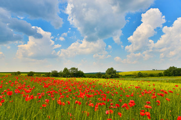 Poppy field