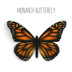 Monarch butterfly isolated realistic