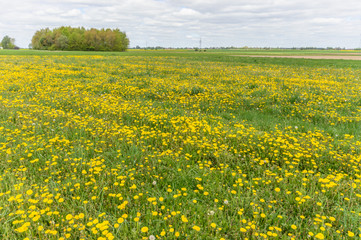 Obraz premium flowers