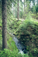 Brook in the forest