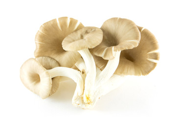 mushroom on white background