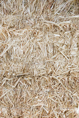 Straw Hay Texture Closeup in Color