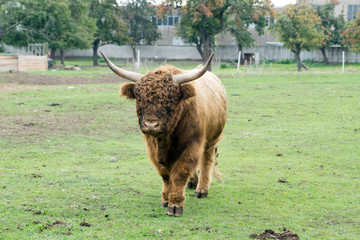 Highland cow / Highland cow in a pasture