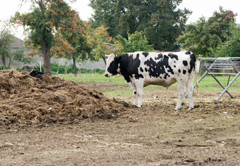 black and white Cow / black and white Cow on a pasture