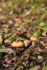 Autumn in a small piece of wild nature