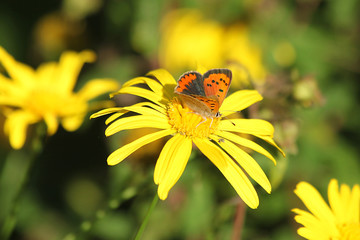 Papillon argus bronzé sur fleur d'helianthus