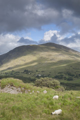 Countryside near Molls Gap; Killarney National Park