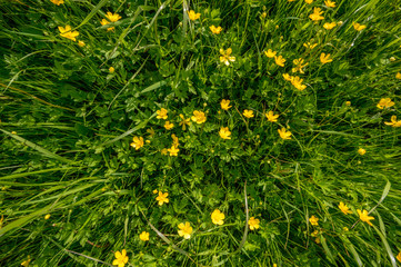 meadow