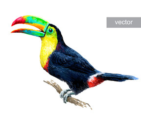 Toucan sitting on tree branch