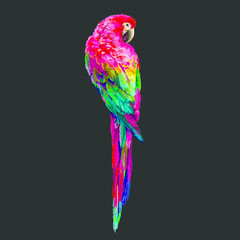 Colorful realistic parrots macaw