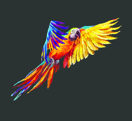 Colorful realistic parrots macaw © doublebubble_rus