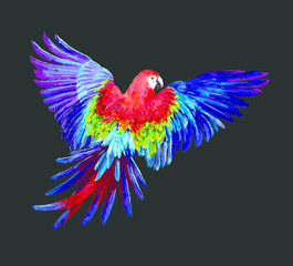 Colorful realistic parrots macaw