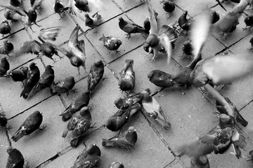 Feeding of pigeon at main square, La Paz