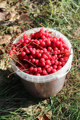 red ripe schisandra in the bucket