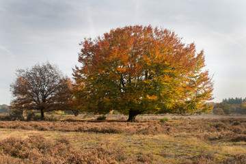 Bomen in herfstkleur op de heide