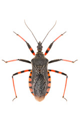 The assassin bug Rhynocoris annulatus isolated on white background, dorsal view.