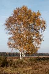 Foto auf Alu-Dibond Baum in Herbstfarbe auf der Heide © www.kiranphoto.nl