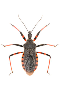 The assassin bug Rhynocoris annulatus isolated on white background, dorsal view.