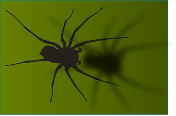 spider 