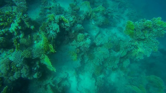 tauchen im bunten riff am meer
