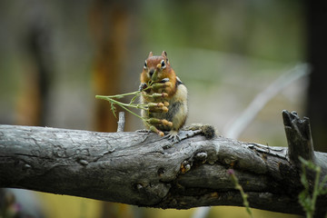 Squirrel on the tree