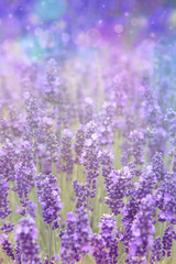 Naklejka premium Beautiful artistic background with bokeh lights and lavender