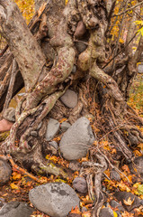 Sedona Arizona on a Rainy Autumn Day