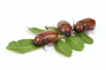 In the first year Cockchafer be out of the underground to catch eat only one time.