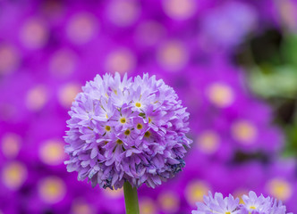 Blooming drumstick primrose with blurred flowers background