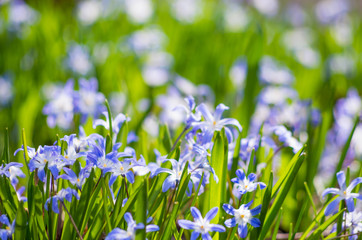 Fototapeta premium Siberian squill (wood squill - Scilla Siberica) flowers in the grass